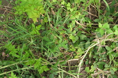 Uraria lagopodioides