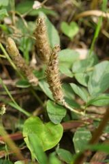 Uraria lagopodioides