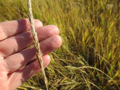 Leymus chinensis