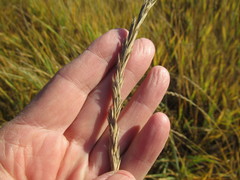 Leymus chinensis