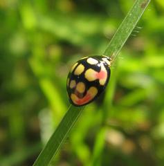 Cheilomenes sulphurea