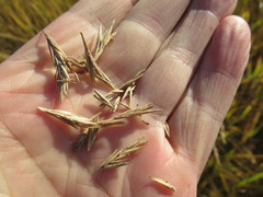 Leymus chinensis