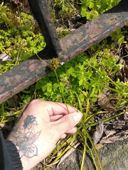 Carex brongniartii