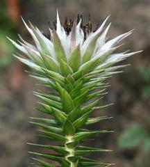 Macledium speciosum