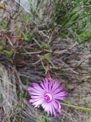 Lampranthus aduncus