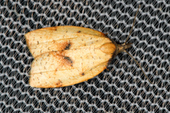 Sparganothis xanthoides