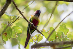 White-Eared Parakeet photo 2