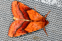 Pyrrhia exprimens