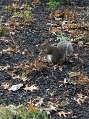 Sciurus carolinensis