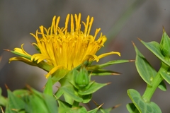 Berkheya cruciata