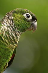 Maroon-Tailed Parakeet photo 2