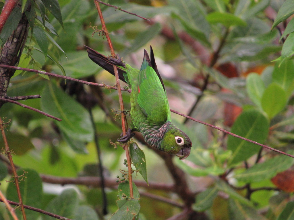 Maroon-tailed Parakeet photo