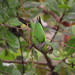 Maroon-tailed Parakeet - Photo (c) ProAves Colombia, some rights reserved (CC BY-NC-SA)
