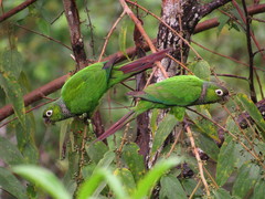 Maroon-Tailed Parakeet photo 3