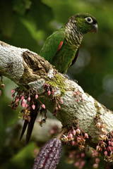Maroon-Tailed Parakeet photo 5