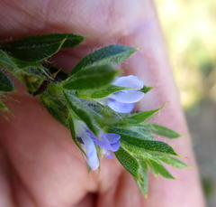 Psoralea pungens