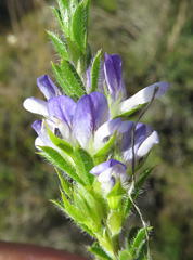 Psoralea pungens