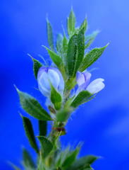 Psoralea pungens