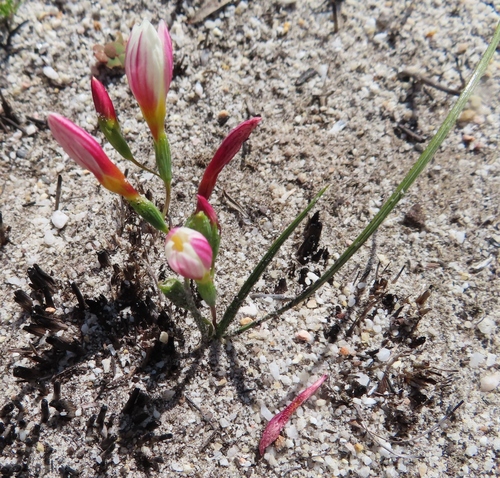 Image of Geissorhiza hispidula by (c) linkie, some rights reserved (CC BY)