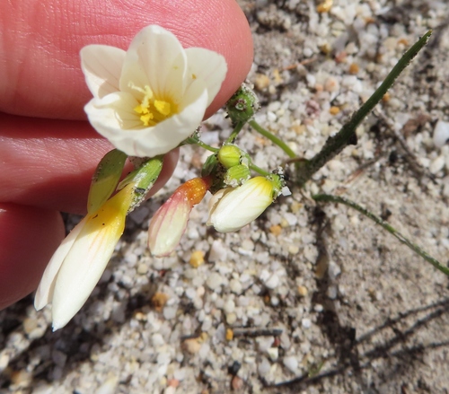 Image of Geissorhiza hispidula by (c) linkie, some rights reserved (CC BY)