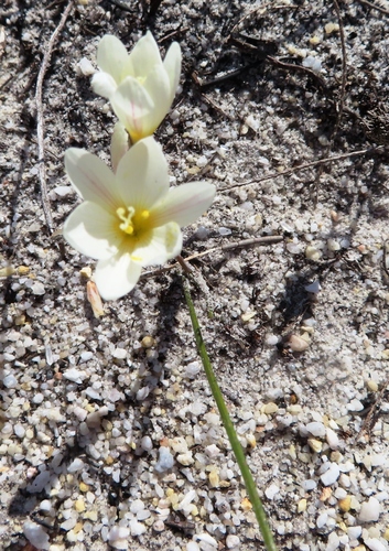 Image of Geissorhiza hispidula by (c) linkie, some rights reserved (CC BY)