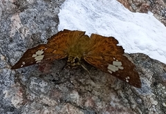 Pseudocoladenia dan fatih