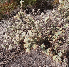 Erica xeranthemifolia