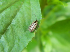 Disonycha bicarinata