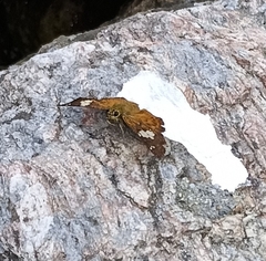 Pseudocoladenia dan fatih