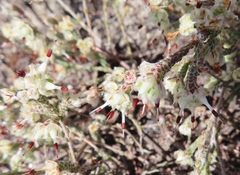 Erica xeranthemifolia
