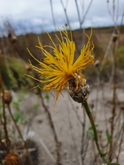 Centaurea chartolepis