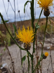 Centaurea chartolepis