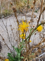 Centaurea chartolepis