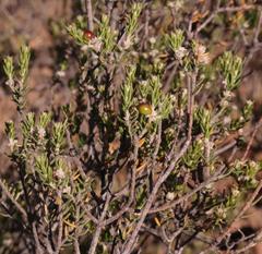 Phylica rogersii