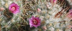 Mammillaria bombycina