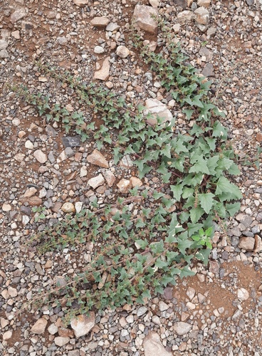 Strawberry Goosefoot