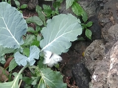 Pieris brassicae azorensis