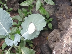 Pieris brassicae azorensis
