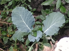 Pieris brassicae azorensis