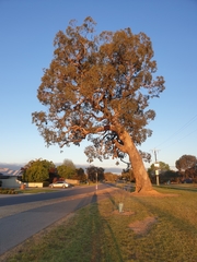 Eucalyptus bridgesiana