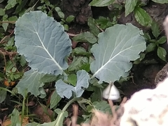 Pieris brassicae azorensis