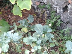 Pieris brassicae azorensis