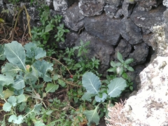 Pieris brassicae azorensis