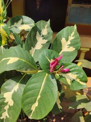 Graptophyllum pictum