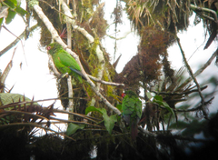 El Oro Parakeet photo 4