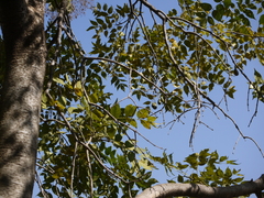 Schrebera swietenioides