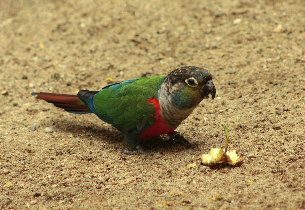 Crimson-Bellied Parakeet