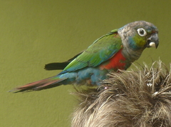 Crimson-Bellied Parakeet photo 2