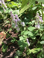 Aconitum alboviolaceum