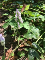 Aconitum alboviolaceum